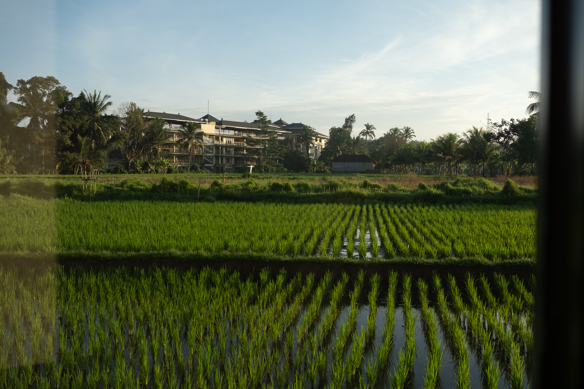 Ubud Rice Fields